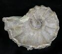 Calycoceras Ammonite - Texas #28136-1